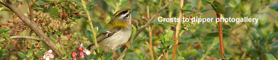Crests to dipper photogallery Outer Hebrides